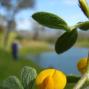Sub Pinnate Lotus (Lotus wrangelianus): A widespread prostrate native common to brushy areas or grasslands.